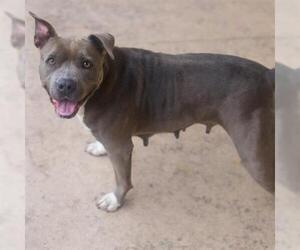 American Staffordshire Terrier Dogs for adoption in Gainesville, FL, USA