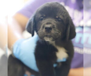 Great Pyrenees-Unknown Mix Dogs for adoption in San Antonio, TX, USA