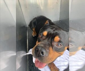 Rottweiler-American Pit Bull Terrier Dogs for adoption in Corpus Christi, TX, USA