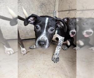 American Pit Bull Terrier-Unknown Mix Dogs for adoption in Oklahoma City, OK, USA