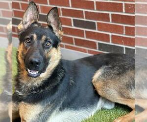German Shepherd Dog Dogs for adoption in Edmond, OK, USA