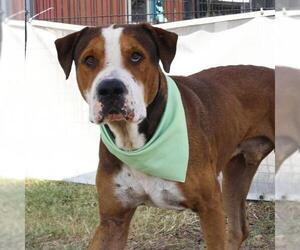 Mastiff-Unknown Mix Dogs for adoption in San Antonio, TX, USA