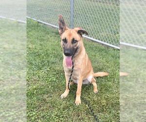 German Shepherd Dog Dogs for adoption in Louisville, KY, USA