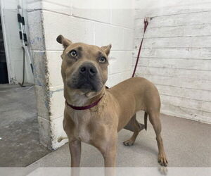 American Pit Bull Terrier-Unknown Mix Dogs for adoption in San Bernardino, CA, USA
