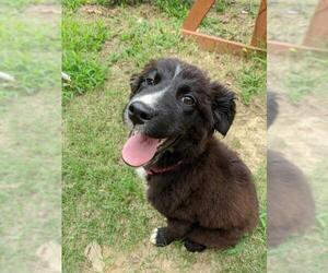 Border Collie Dogs for adoption in Hernando, MS, USA