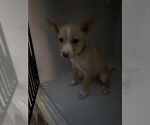 Labrador Retriever-Unknown Mix Dogs for adoption in Houston, TX, USA