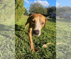 English Foxhound-Pointer Mix Dogs for adoption in Groveland, FL, USA