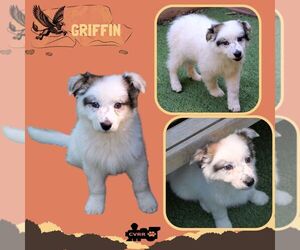 Retriever -Unknown Mix Dogs for adoption in Lindsay, CA, USA