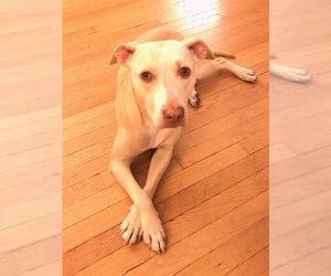Labrador Retriever-Unknown Mix Dogs for adoption in Orlando, FL, USA