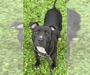 American Staffordshire Terrier Dogs for adoption in Fort Lauderdale, FL, USA