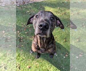 Mutt Dogs for adoption in Calhoun, GA, USA