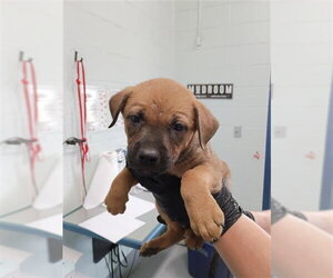 German Shepherd Dog Dogs for adoption in Corpus Christi, TX, USA