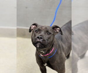 Mastiff-Unknown Mix Dogs for adoption in Las Vegas, NV, USA