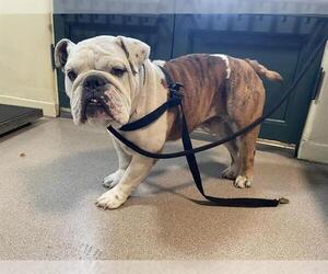 Bulldog Dogs for adoption in Pasadena, CA, USA