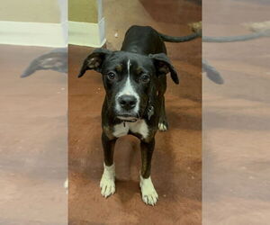 Boxer-Catahoula Leopard Dog Mix Dogs for adoption in San Diego , CA, USA