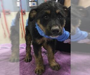 Mutt Dogs for adoption in Riverside, CA, USA