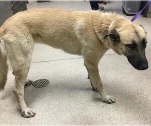 Great Pyrenees-Unknown Mix Dogs for adoption in Riverside, CA, USA