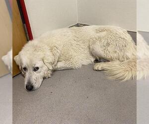 Great Pyrenees Dogs for adoption in Modesto, CA, USA