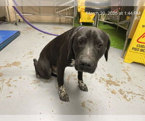 German Shorthaired Pointer-Unknown Mix Dogs for adoption in Ocala, FL, USA