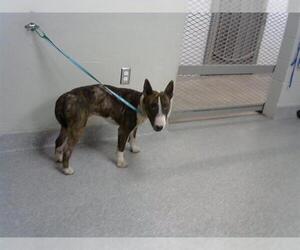 Bull Terrier-Unknown Mix Dogs for adoption in Pasadena, TX, USA