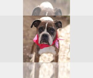 Boxer Dogs for adoption in Austin, TX, USA