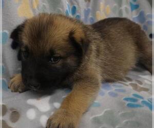 Mutt Dogs for adoption in Thief River Falls, MN, USA