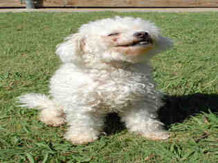 Poodle (Miniature) Dogs for adoption in Plano, TX, USA