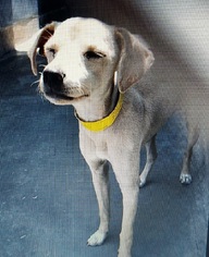 Italian Greyhound Dogs for adoption in Carrollton, TX, USA
