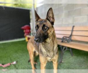 Mutt Dogs for adoption in Corona, CA, USA