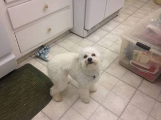 Maltese Dogs for adoption in Wylie, TX, USA