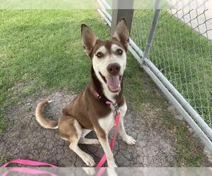 Huskies -Unknown Mix Dogs for adoption in Corpus Christi, TX, USA