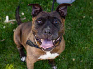 Staffordshire Bull Terrier Dogs for adoption in Martinez, CA, USA