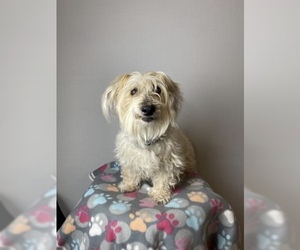 Havanese Dogs for adoption in Sioux Falls, SD, USA