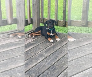 Mutt Dogs for adoption in Duluth, MN, USA