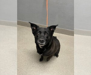 Labrador Retriever-Unknown Mix Dogs for adoption in Las Vegas, NV, USA