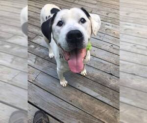 Dalmatian-Labrador Retriever Mix Dogs for adoption in Newfield, NJ, USA