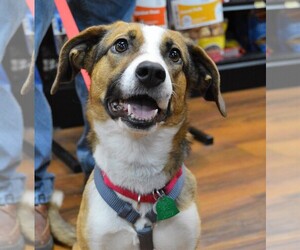 Medium Photo #1 Australian Shepherd-Beagle Mix Puppy For Sale in Franklin, IN, USA