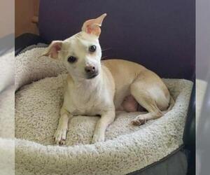 Chiweenie Dogs for adoption in Newnan, GA, USA
