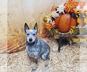 Australian Cattle Dog Dogs for adoption in Henderson, NV, USA