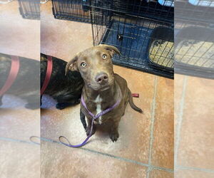 Labrador Retriever-Unknown Mix Dogs for adoption in Bolivar, MO, USA