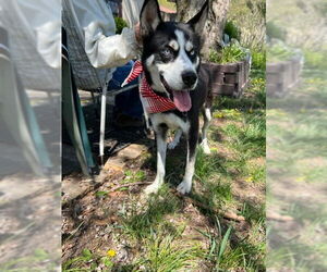 Siberian Husky-Unknown Mix Dogs for adoption in Mt. Laurel, NJ, USA