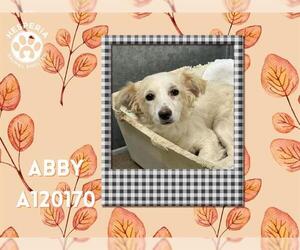 Chihuahua-Unknown Mix Dogs for adoption in HESPERIA, CA, USA