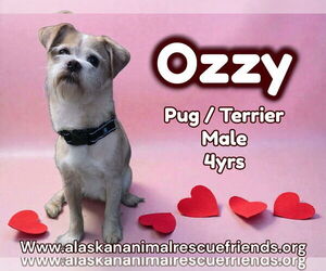 Pug-Unknown Mix Dogs for adoption in Anchorage, AK, USA