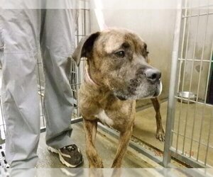 Boxer-Unknown Mix Dogs for adoption in Oroville, CA, USA