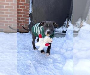 Staffordshire Bull Terrier-Unknown Mix Dogs for adoption in Boston, MA, USA