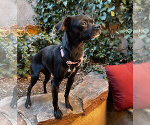 Chihuahua Dogs for adoption in Albuquerque, NM, USA