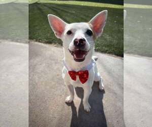 Jack Chi Dogs for adoption in Tempe , AZ, USA