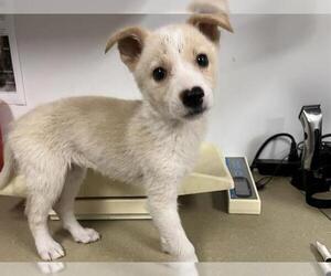 Rat Terrier Dogs for adoption in Corona, CA, USA