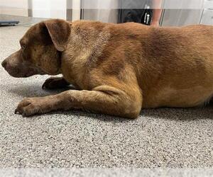 Staffordshire Bull Terrier-Unknown Mix Dogs for adoption in Houston, TX, USA