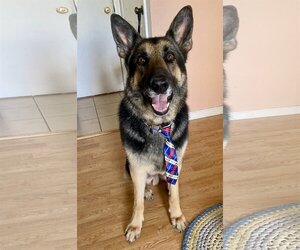 German Shepherd Dog-Unknown Mix Dogs for adoption in Aurora, CO, USA